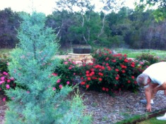 2012-04-06-6607 Conifer Cove-55.jpg